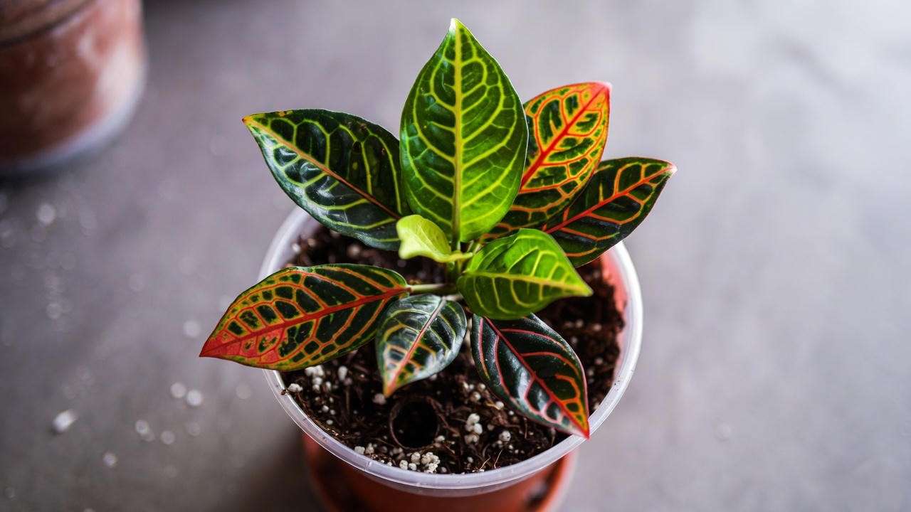 "Red dragon plant in a pot with well-draining soil and drainage holes."
