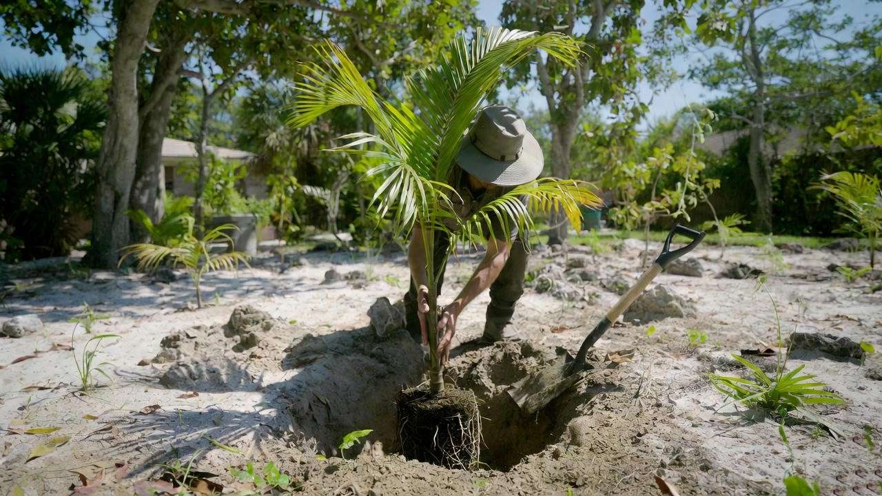 Gardener planting a young coconut palm into sandy Florida soil.
