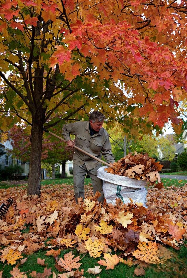 A homeowner performing critical fall cleanup by raking and bagging infected black spots on maple leaf tree litter to prevent the recurrence of Tar Spot disease next season.