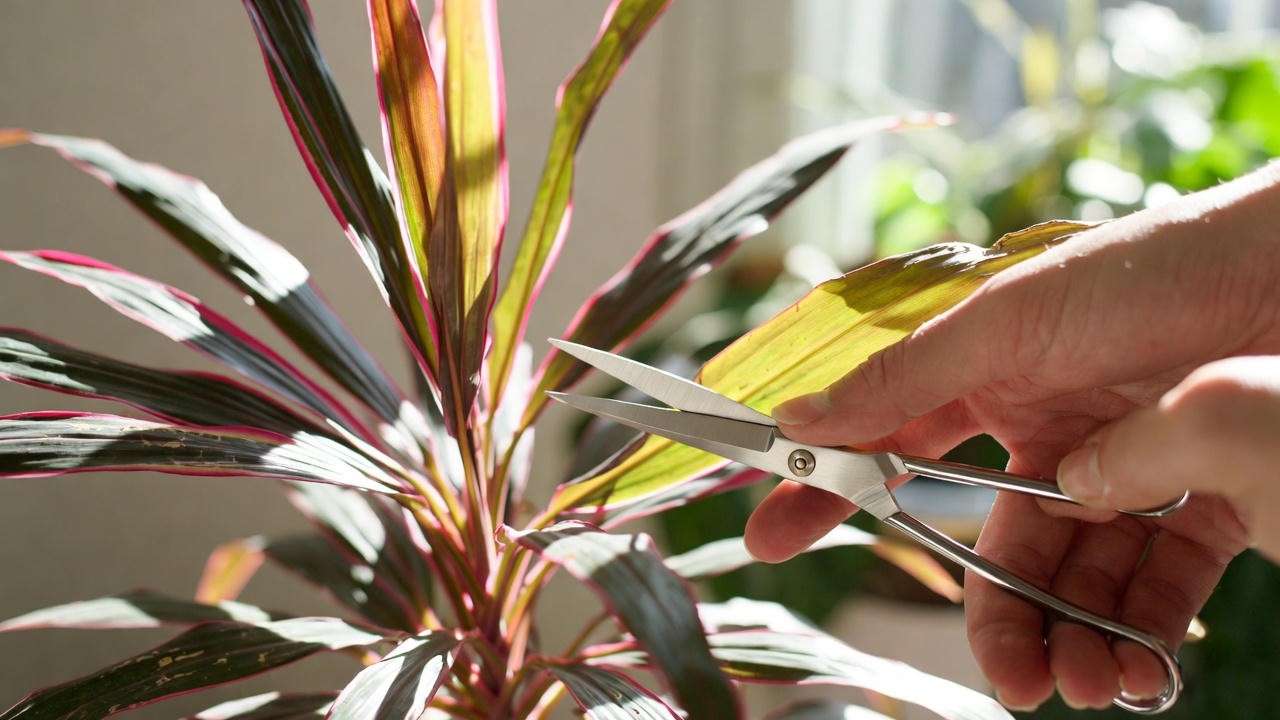 "Hand pruning a red dragon plant with scissors to remove yellowing leaf."
