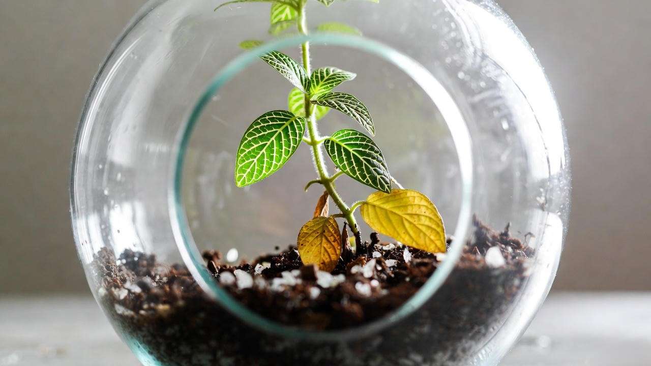 Terrarium with overwatered small terrarium plant showing yellowing Fittonia leaves and soggy soil in a glass container.
