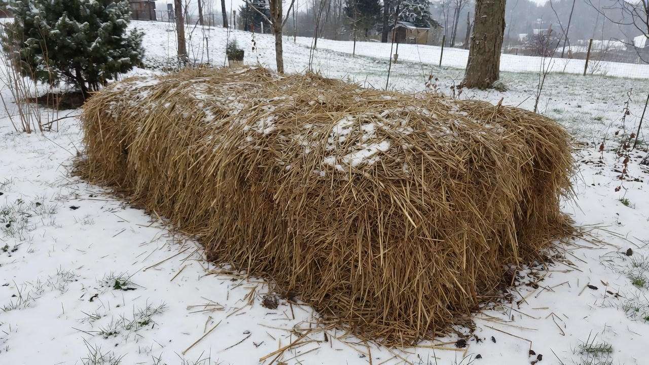 Snow-dusted garden bed with straw mulch protecting fall-planted garlic in a winter landscape.
