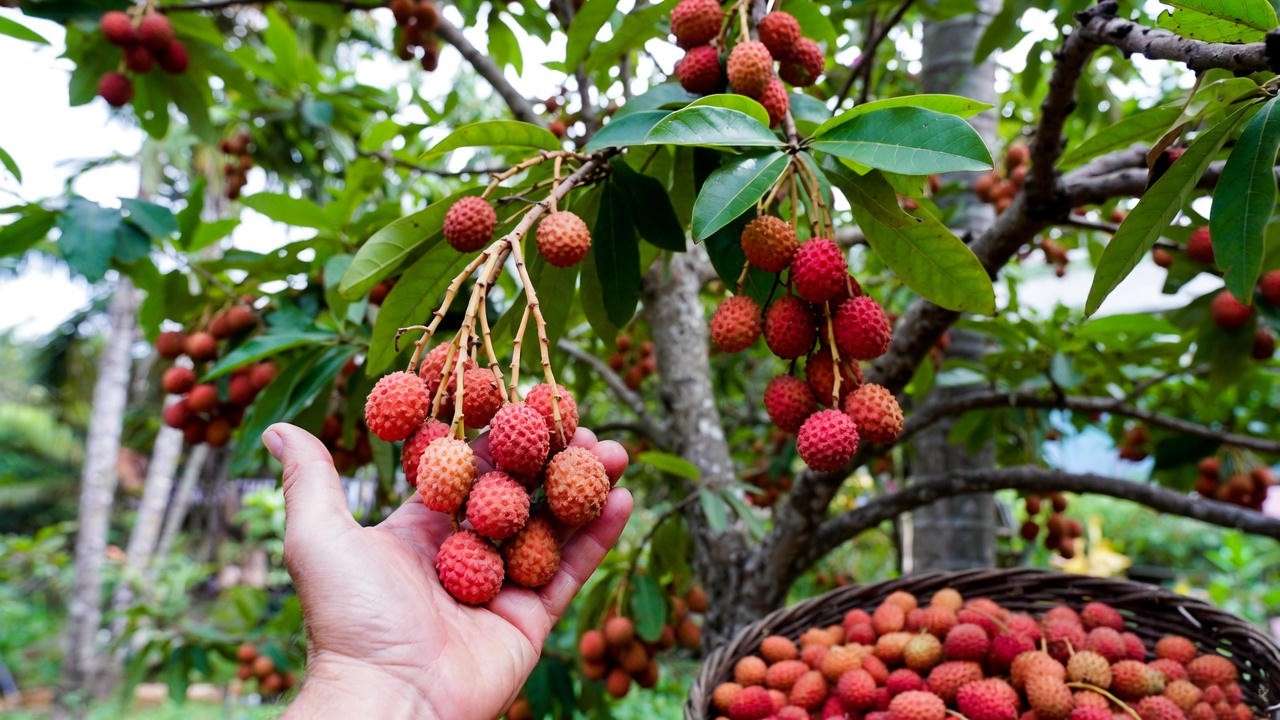 Ripe red lychee fruits on a tree with a basket of harvested lychees in a garden. 