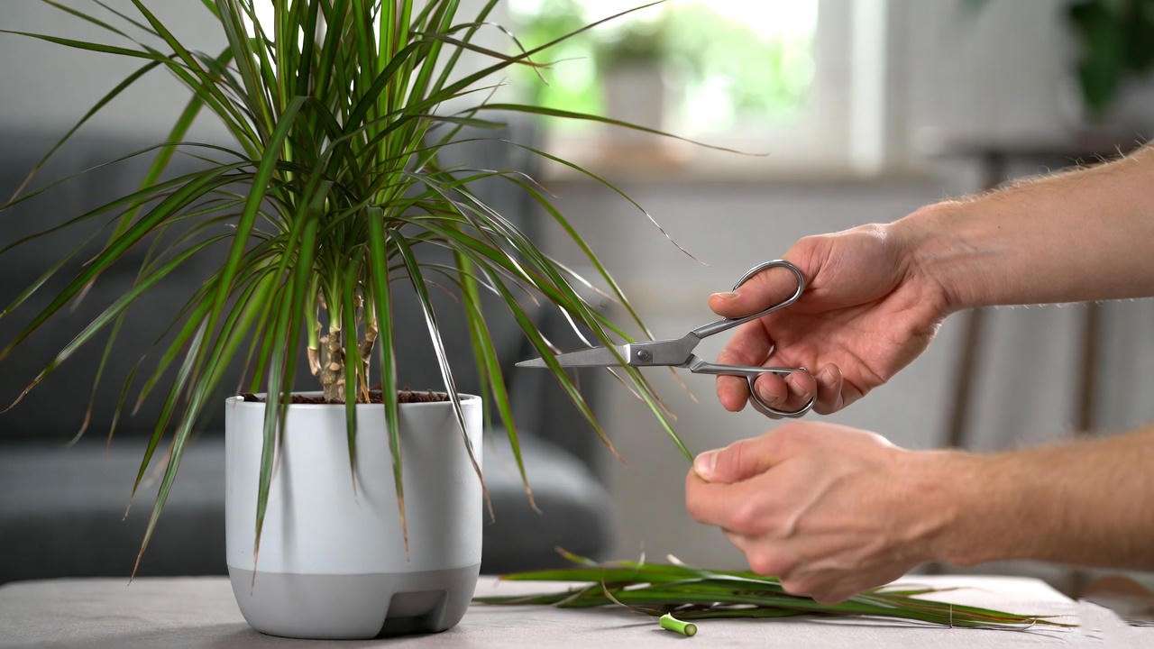 Pruning an indoor Dracaena plant with scissors, showing trimmed stems and leaves in a modern indoor setting.