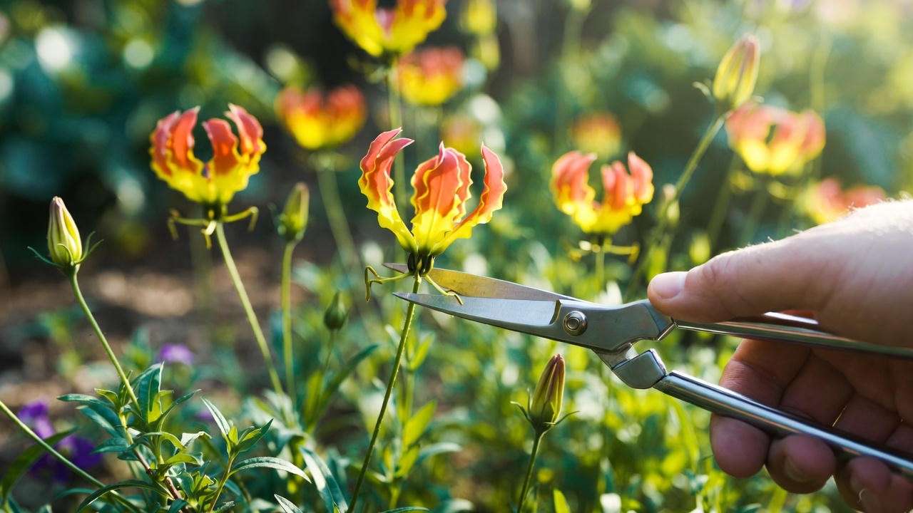 Gardener deadheading a faded gloriosa daisy plant with shears in a vibrant garden setting.