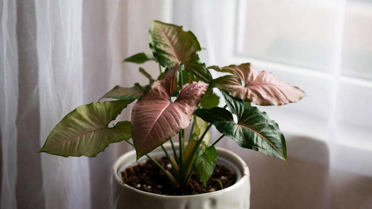 Pink Syngonium with fading leaves on a windowsill, showing the effect of incorrect lighting on coloured indoor plants.