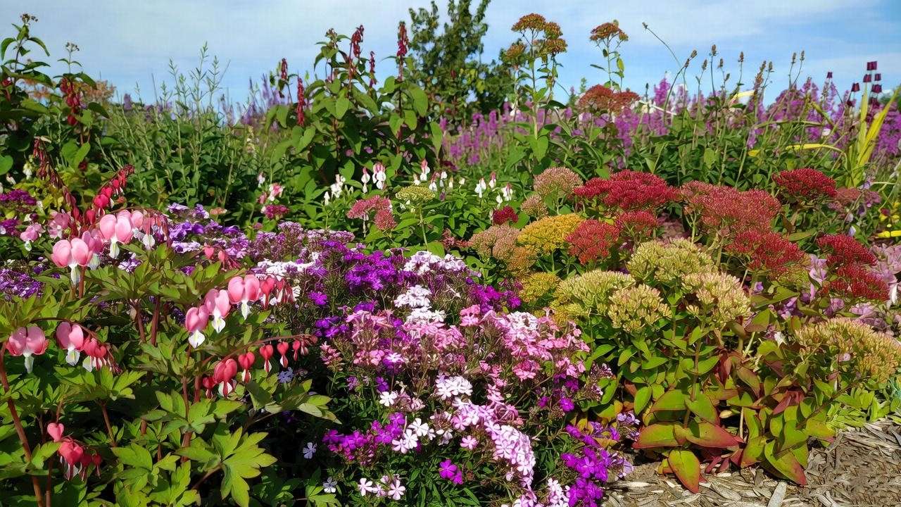 Multi-seasonal garden bed with pink perennials like bleeding heart, phlox, and sedum.