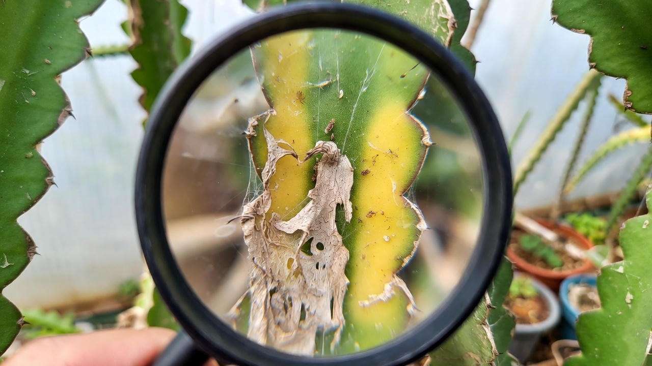 Inspecting dragon fruit plant for pests like spider mites causing yellow leaves, using a magnifying glass in a garden.