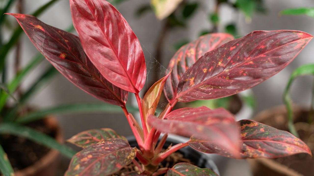 "Red dragon plant with spider mites and neem oil for treatment."

