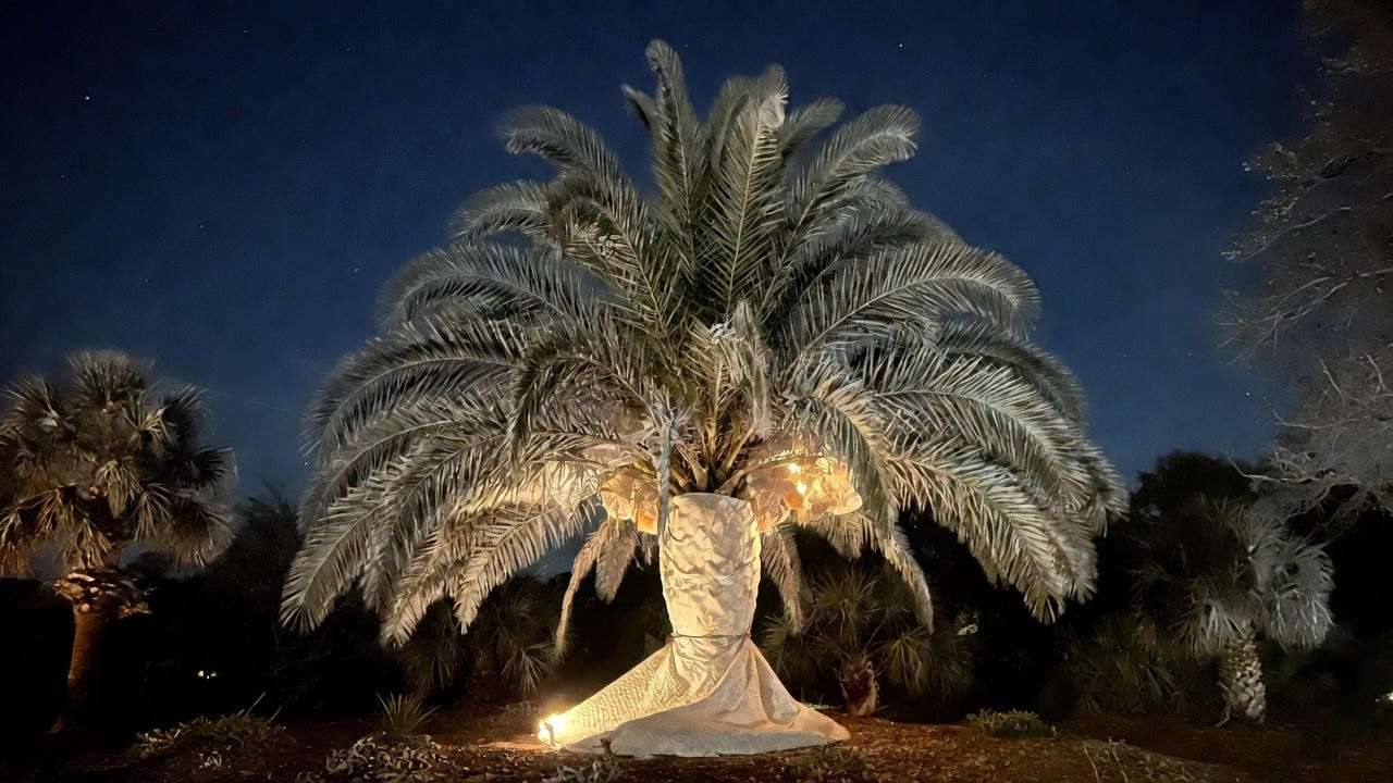 Coconut palm wrapped with frost protection during a Florida cold snap.
