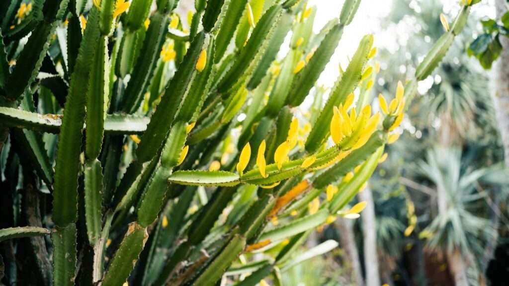 Dragon Fruit Plant Yellow Leaves