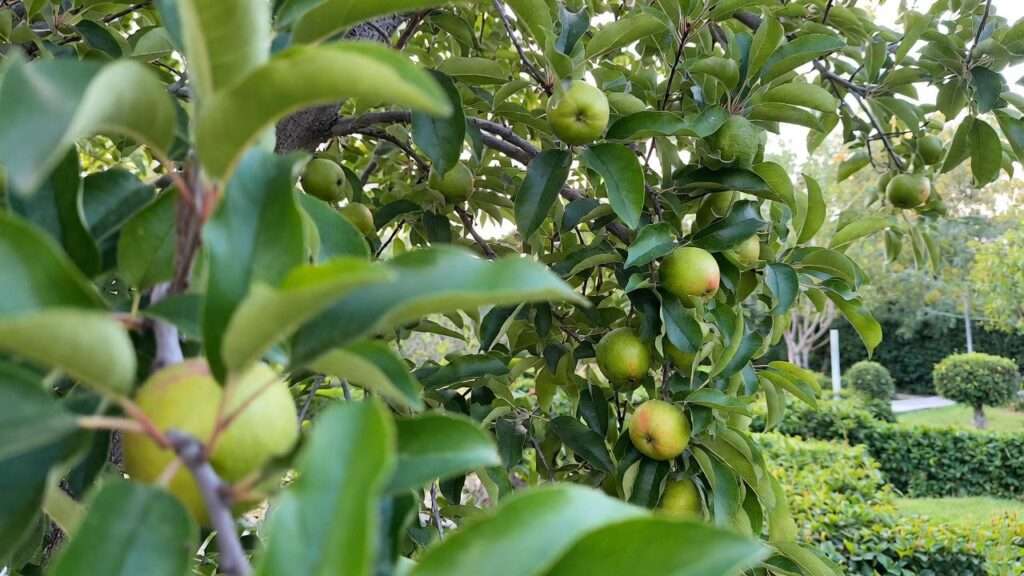 Green Fruit Tree