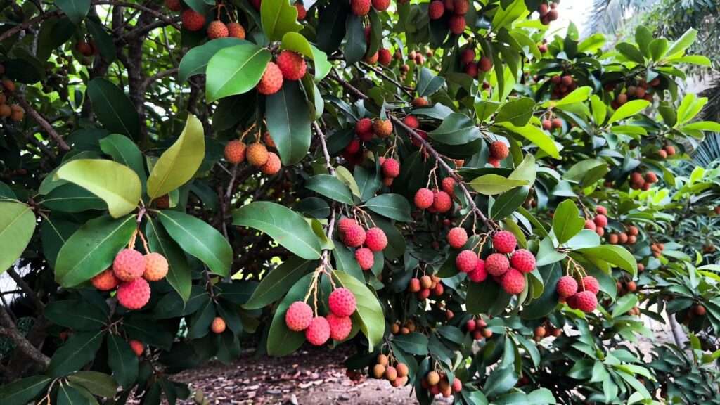 Lychee Nut Tree