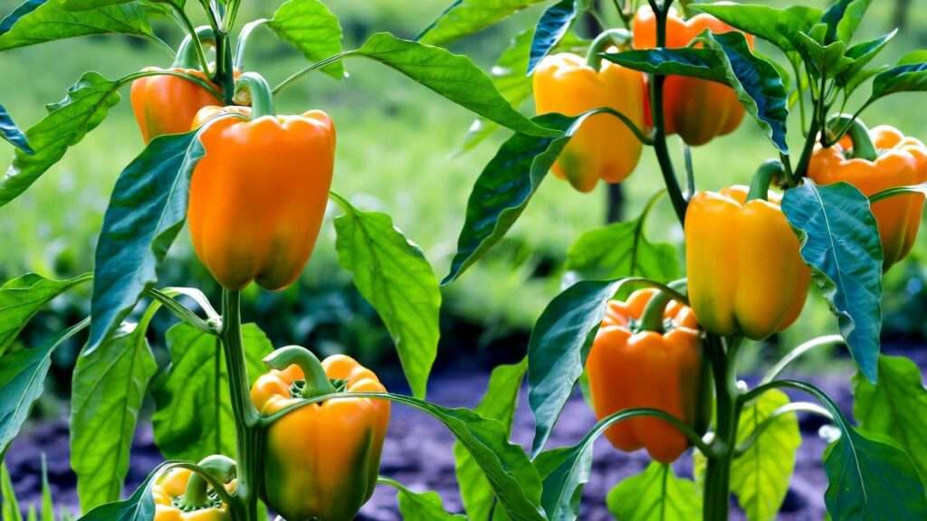 Orange Bell Pepper Plants