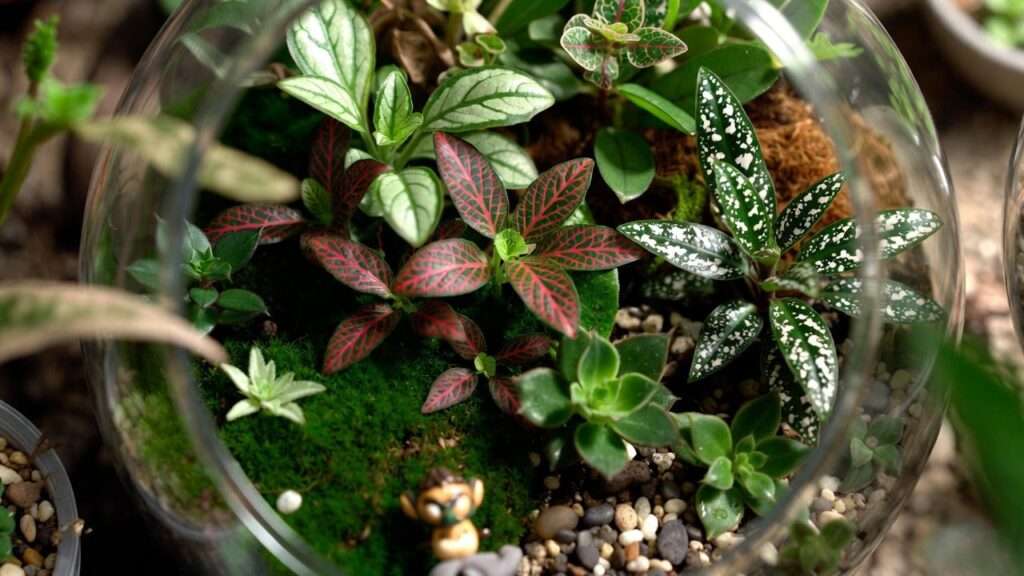 Small Terrarium Plants