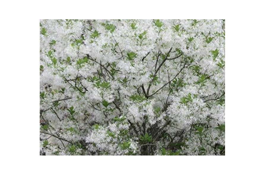 White Fringe Tree Chionanthus virginicusa - Heavy - Established - Roots - One Quart Potted Plant by Growers Solution