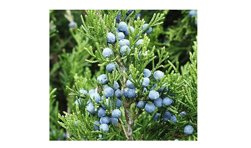  Eastern Red cedar, Juniperus virginiana, Tree Seeds (Hardy Fragrant Evergreen)
