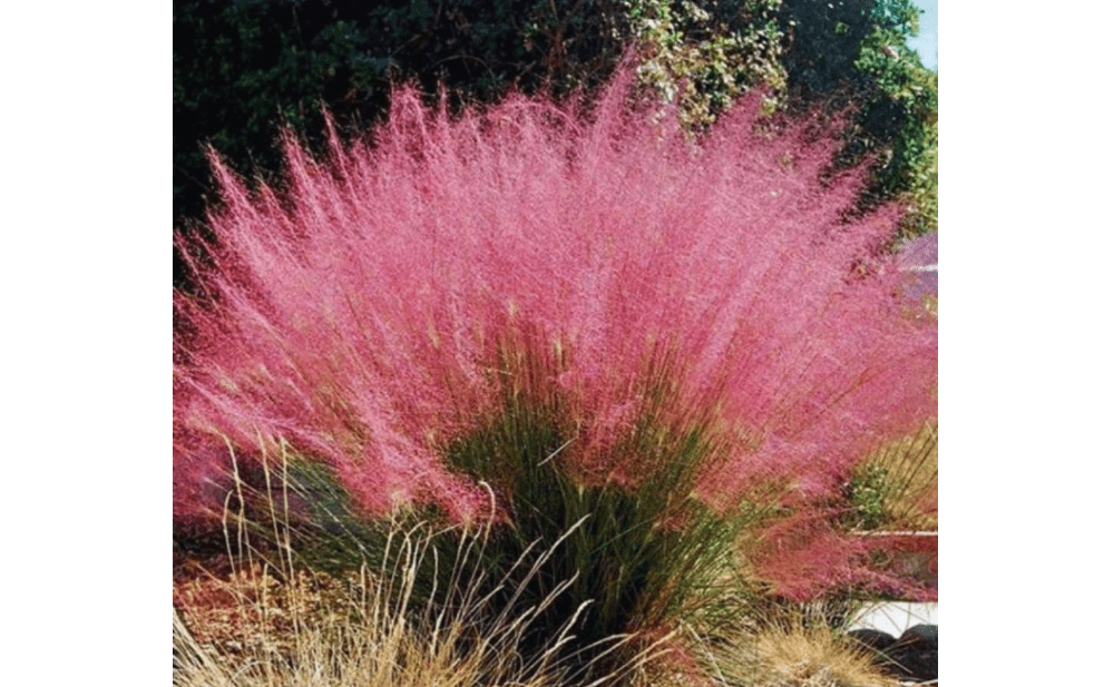 3 Pink Muhly Grass Plants Live, Ornamental Grass Live Plant for Growing, 5 to 7 Inches Tall Live Plant, Easy to Plant