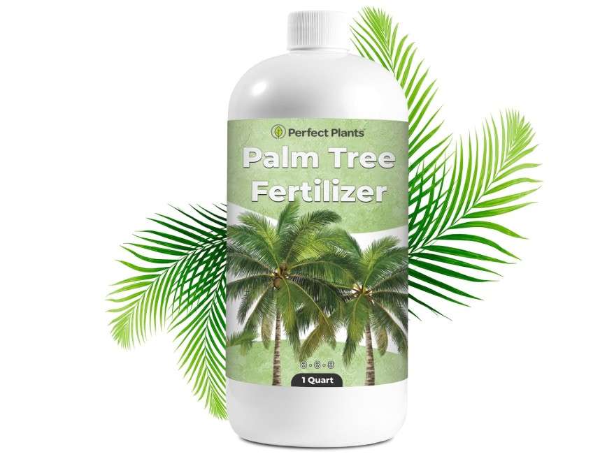 Liquid Palm Tree Fertilizer by Perfect Plants | Feed All Indoor or Outdoor Palms with Nutrient Dense Food | for Species Including Windmill, Sago, Ponytail,...
