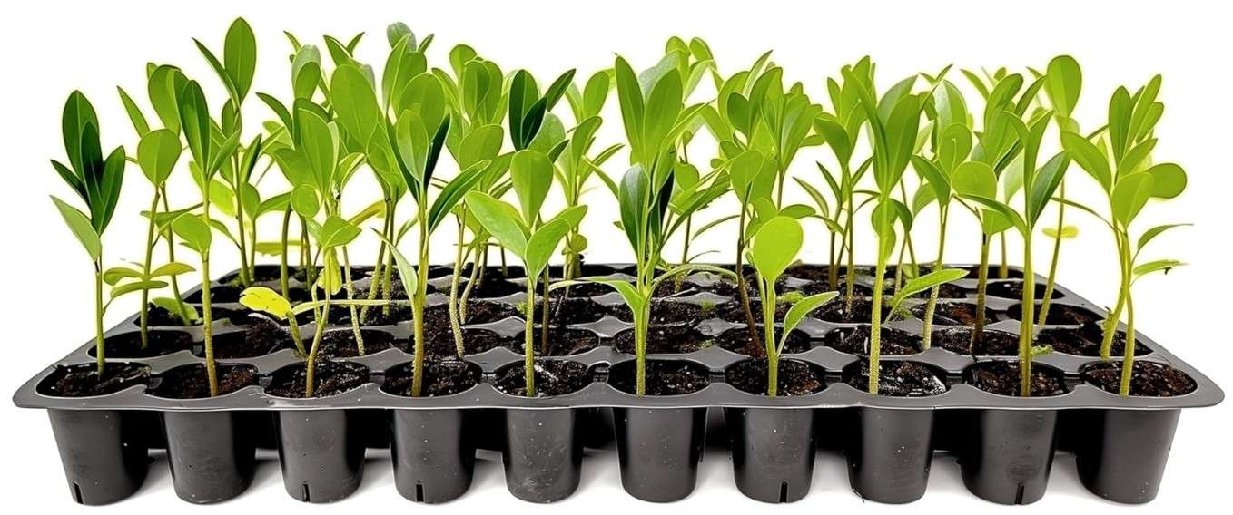 Sweet Bay | 20 Live Plants | Magnolia Virginiana | Fragrant White Flowers, Versatile Landscape Tree, Shade Tolerant, Wetland Planting, Attracts Butterflies,...