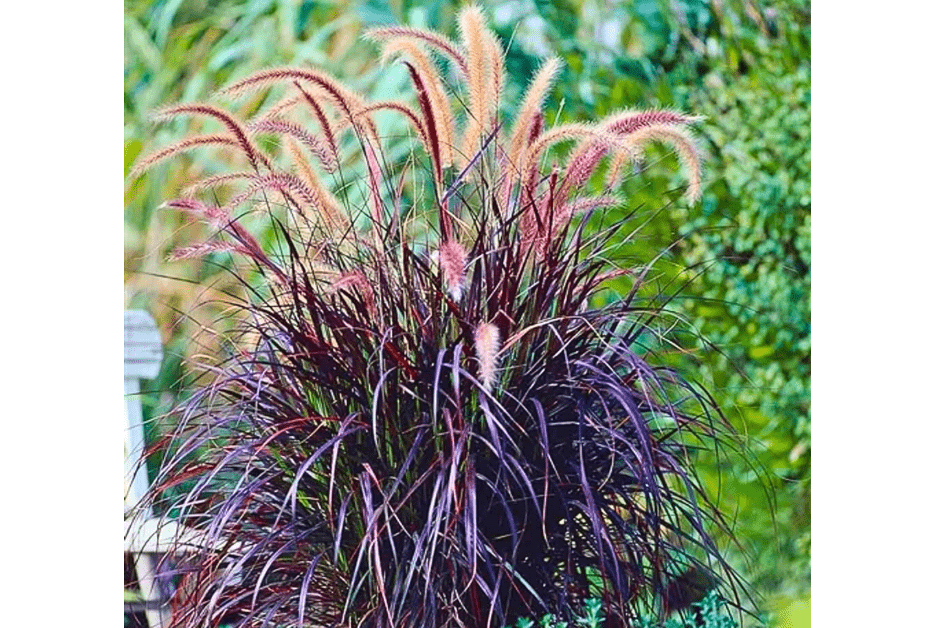 2 Purple Fountain Grass Live Plants, Perennial Grass Clumps for Outdoor Landscaping Growing, Ornamental Grasses Ready to Grow 4-9 Inches