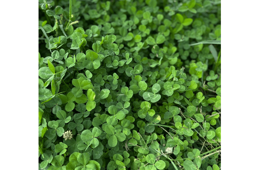 Micro Clover Seed for Lawn - 1 Oz - ~25,000 Microclover Seeds for Planting - Drought-Tolerant Mini Grass Alternative by Mountain Valley Seed Company