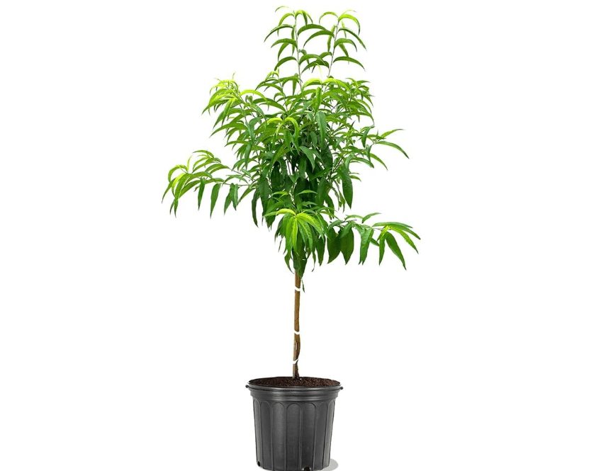 
Elberta Peach Tree, Fruit Bearing, Heirloom Variety, Self Polinator, Tree Height 2-3 ft Tall, 5 gal Nursery Pot (Due to Agricultural Laws, we Cannot Ship to