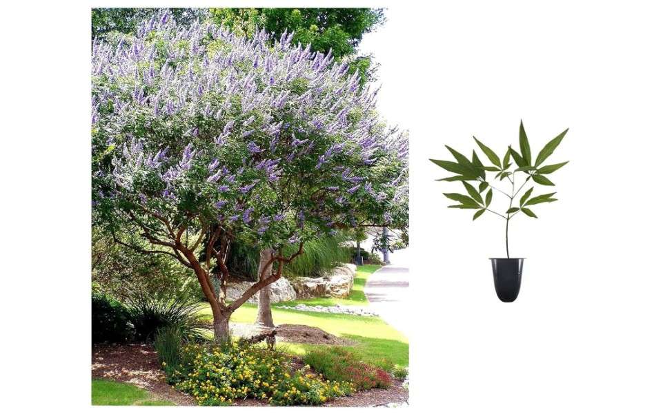 Chaste Tree | 20 Live Plants | Texas Lilac Shoal Creek Vitex Agnus Castus | Purple Flowering Lilac Shrub