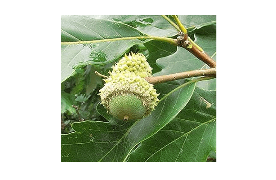 32 Northern RED Oak Tree Seeds, Quercus Rubra Seeds Acorns