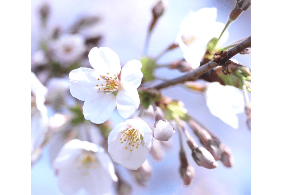 
Brighter Blooms - Bing Cherry Tree, 4-5 Feet - Live Fruit Tree - No Shipping to AZ, CA, ID, OR, WA, CO