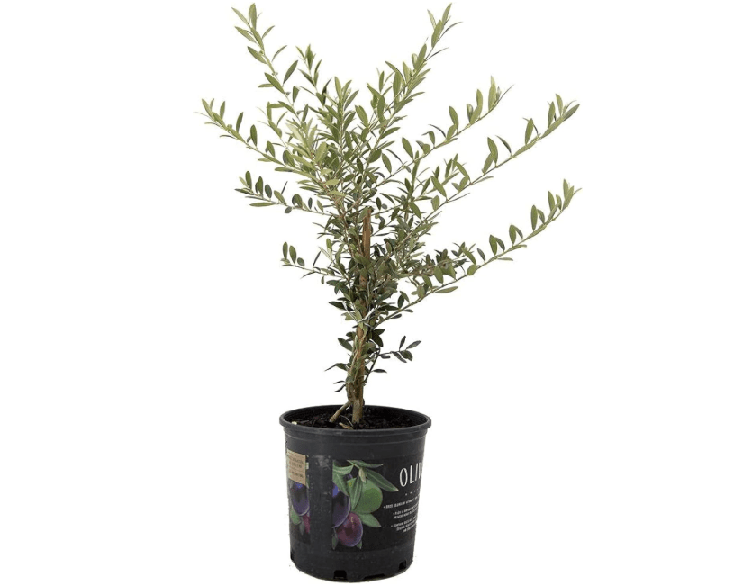 
American Plant Exchange Arbequina Olive Tree – Live 7.5-Inch Pot, Fruit Bearing Tree, Cold Hardy Edible Variety for Containers, Patios, and.