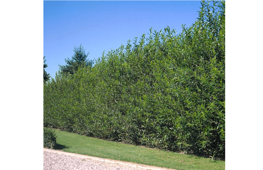 
Brighter Blooms - Willow Hybrid Tree, 3-4 ft, No Shipping to AZ