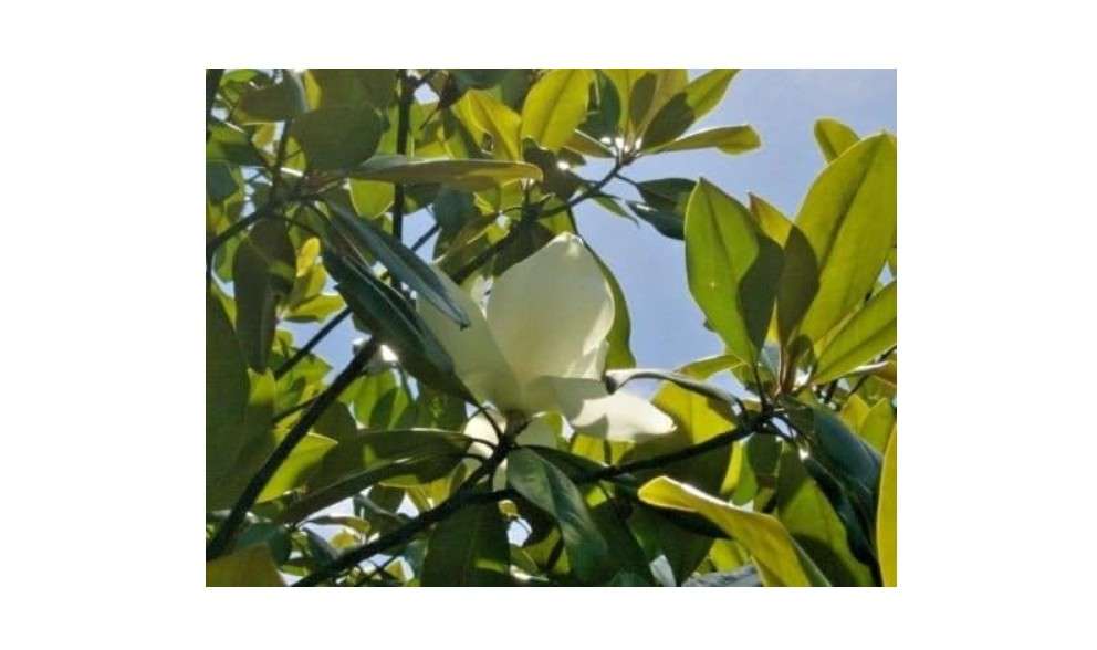 10 EDITH BOGUE SOUTHERN MAGNOLIA SEEDS - Magnolia grandiflora 'Edith Bogue'