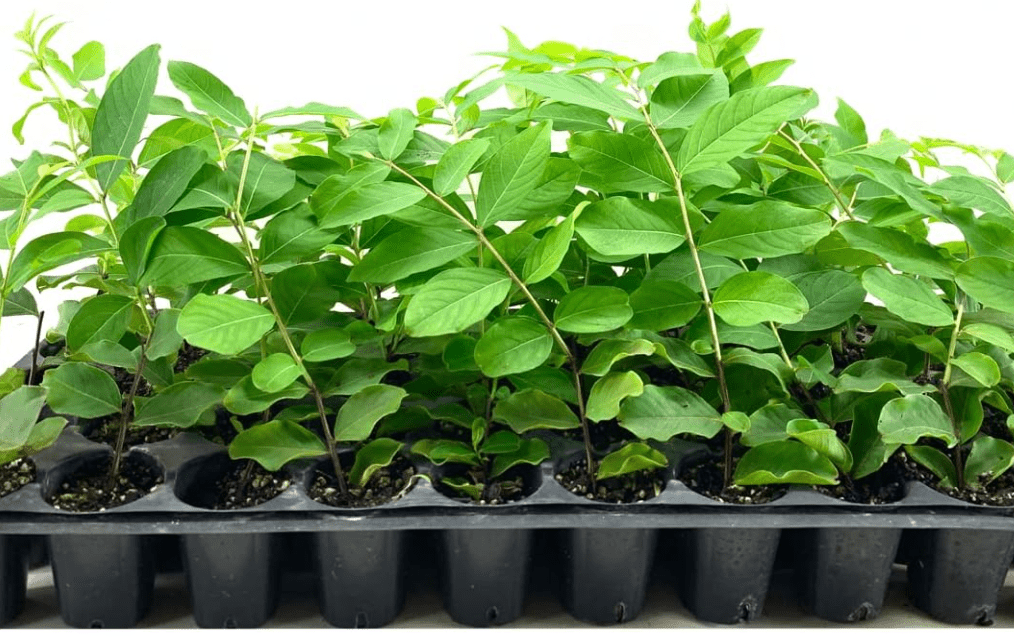 Crape Myrtle Natchez | 30 Live Plants | Lagerstroemia Indica | Beautiful Low Maintenance White Blooming Flowering Tre