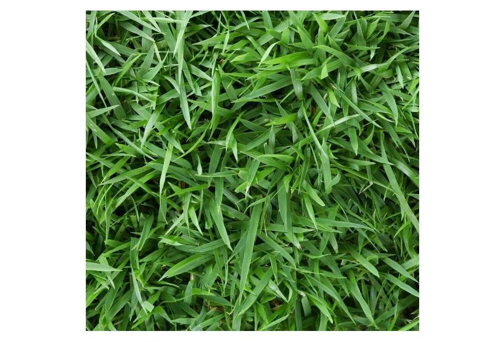 Zenith Zoysia Grass Seeds, 1/8lb