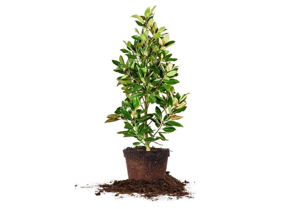 Little GEM Magnolia - Size: 2-3 ft, Live Plant, Includes Special Blend Fertilizer & Planting Guide