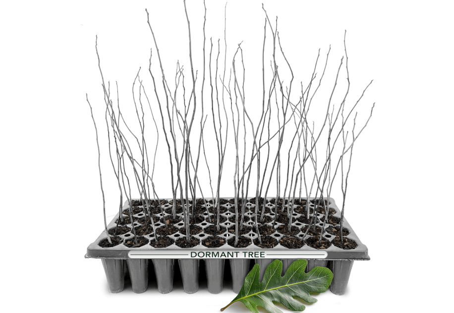 White Oak Tree | 10 Live Plants | Quercus Alba | Fast Growing Shade Tree | Native Hardwood for Landscaping