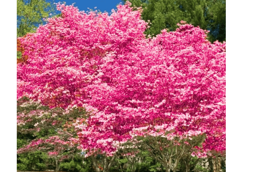 Dogwood Tree Live Plant, Flowering Dogwood Plant Well Rooted in Quart Pot, Dormant Hardy Ornamental Tree (Pink Dogwood