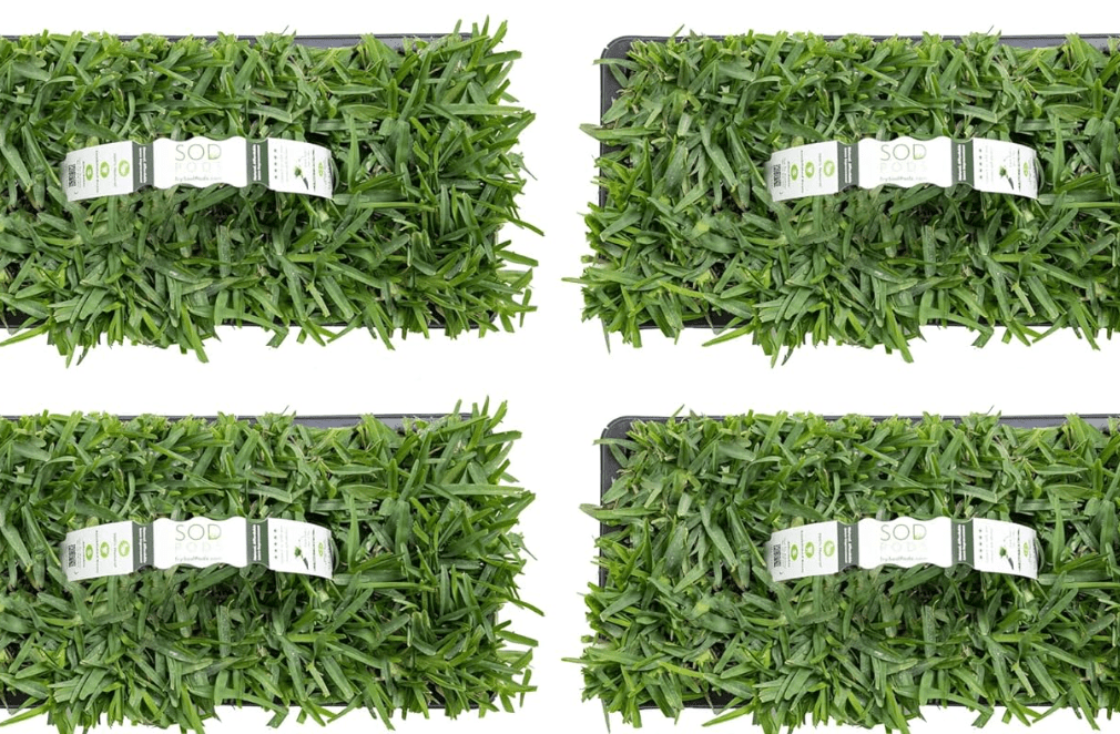 
SodPods® St. Augustine Palmetto Grass Plugs for Lawn Repair, 3" x 3" Each (32-Count) – Cannot Ship to California/Arizona