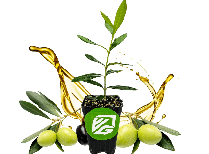 
Leccino Olive Tree - Olea europaea by Wellspring Gardens - Fast-Growing Live Plant, Fruit-Bearing, Drought-Tolerant, Easy-Care, Olive Oil Producing