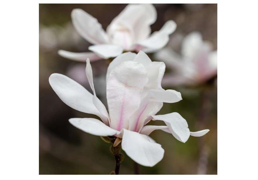Magnolia Merrill Loebner - 1 Gallon Trade Pot, 3'ft Tall - Established Potted Plant- Magnolia x loebneri 'Merrill', Fragrant Flowers, Spring Blooms