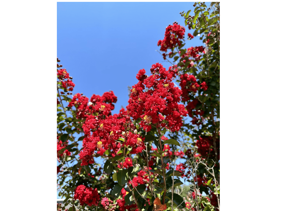 1 Dynamite Crepe Myrtle Trees - DEEP RED Blooms - Quart Containers - FIBROUS Root System - Grown by Crape Myrtle Guy - Live Plants - 1 Foot Tall