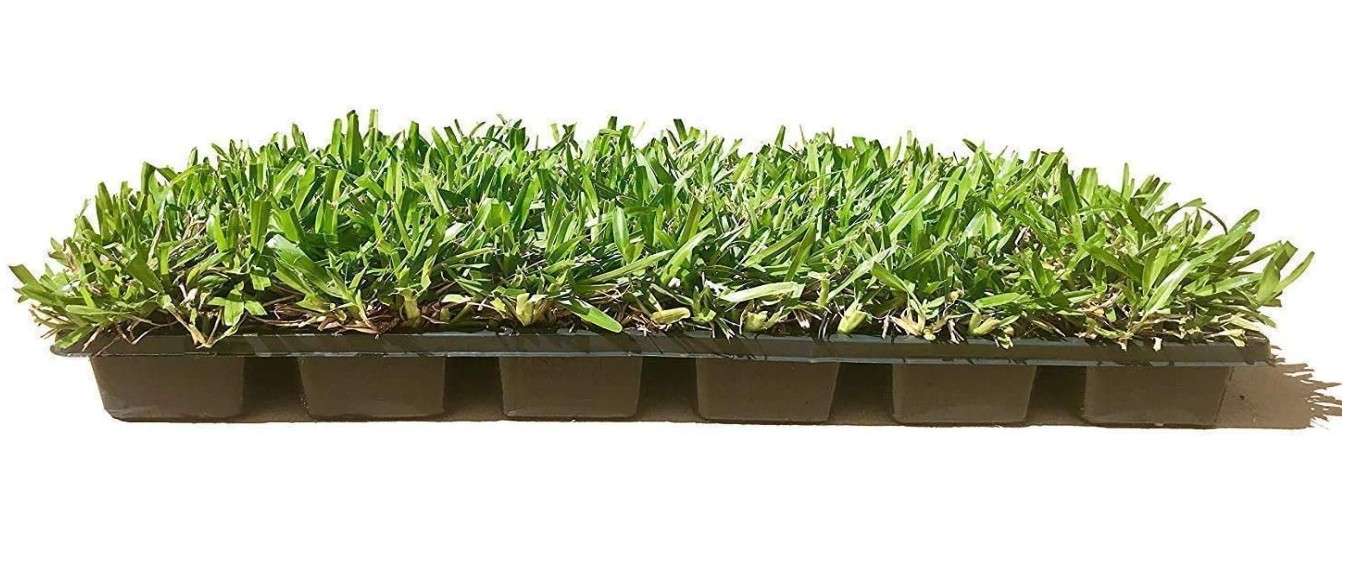 St. Augustine 'Seville' Sod - 72 Live Plugs - Drought, Salt & Shade Tolerant Turf Grass