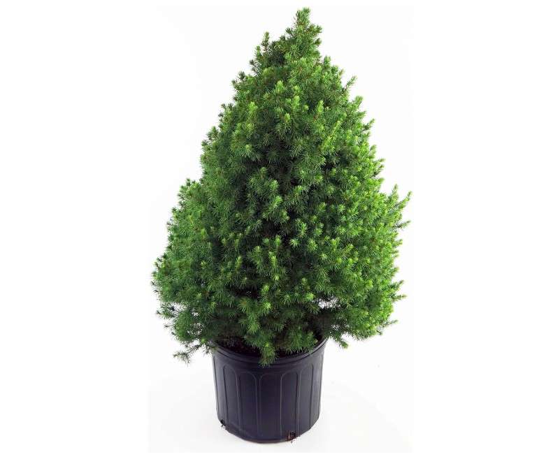 Picea glauca 'Conica' (Dwarf Alberta Spruce) Evergreen, #2 - Size Container