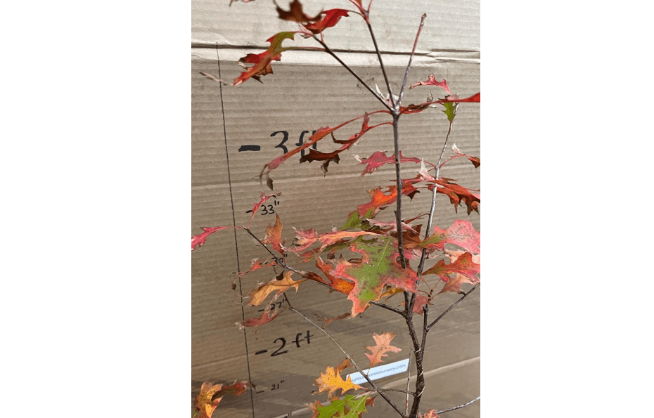 Exact Plant #11, Pin Oak Quercus palustris 4-5 Ye