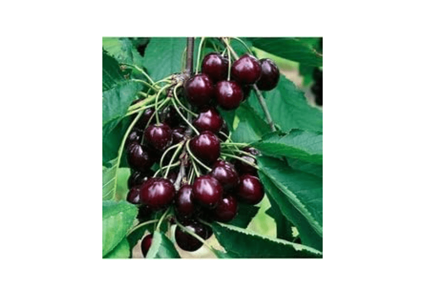
Black Mountain Cherry Tree, Live Bareroot Sapling, 12-18 inches