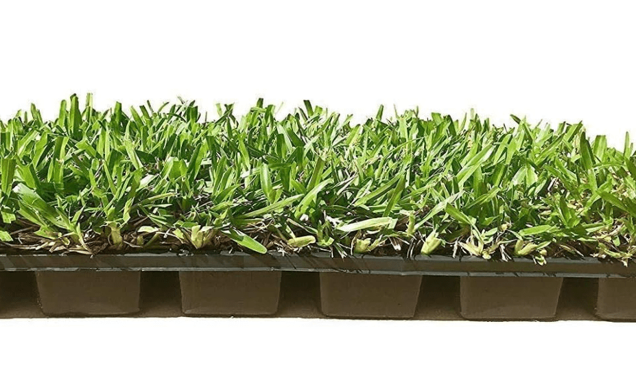 
St. Augustine 'Seville' Sod - 18 Live Plugs - Drought, Salt & Shade Tolerant Turf Grass