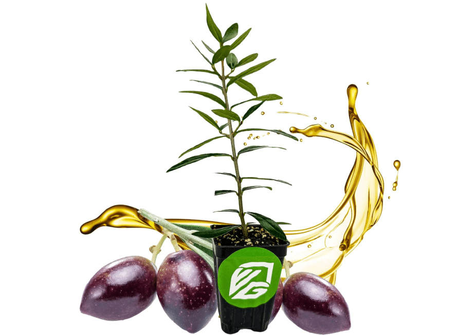 Chemlali Olive Tree - Olea europaea 'Chemlali' by Wellspring Gardens - Self-Pollinating Live Plant, High Fruit Yield, Cross-Pollination,Home.