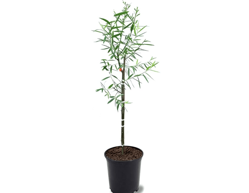 
Weeping Willow, Deciduous, Fast-Growing, Shade Tree, 2-3 ft Tree Height, 1 gal Nursery Pot (Due to Agricultural Laws, we Cannot Ship to CA, AZ, AK, or HI