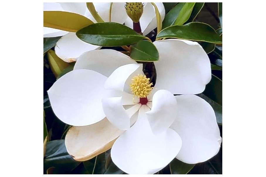 Sweetbay Magnolia Tree Live Plant, White Magnolia Flowers Bush 10 to 18 Inches Tall Quart Pot, Fragrant Magnolia Shrub Ready to Grow
